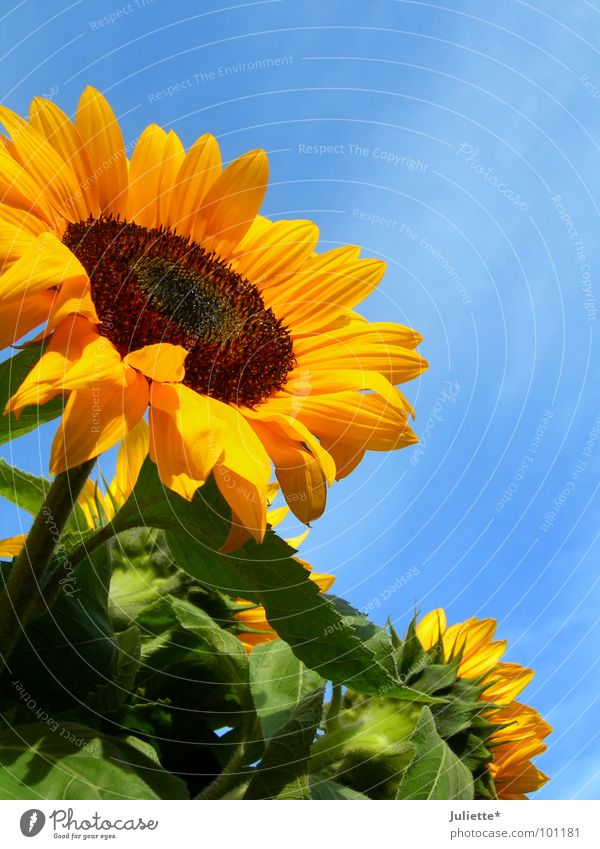 sommer Sonnenblume grün gegen Pflanze Himmel schön Blume Sommer blau Sun blue sky