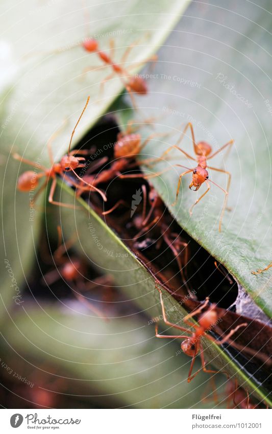 Fleißige Baumameisen Tiergruppe beobachten attackieren Zange Insekt Ameise bauen verbinden Natur Sri Lanka Asien Blatt Nest viele rot Farbfoto Außenaufnahme