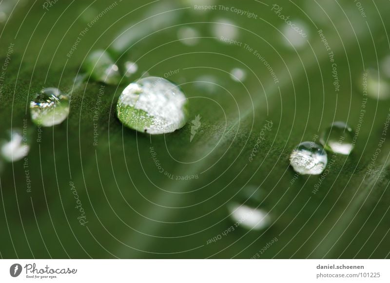Regentropfen Blatt rund glänzend Pflanze Wachstum grün Hintergrundbild abstrakt weiß durchsichtig Klarheit Makroaufnahme Nahaufnahme Wasser Kugel Blattgrün