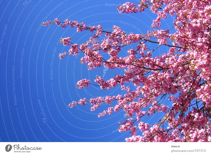 Ein Tag im Frühling Natur Himmel Wolkenloser Himmel Schönes Wetter Baum Blüte Park Blühend Duft exotisch frisch blau rosa Frühlingsgefühle Farbe Kirschblüten