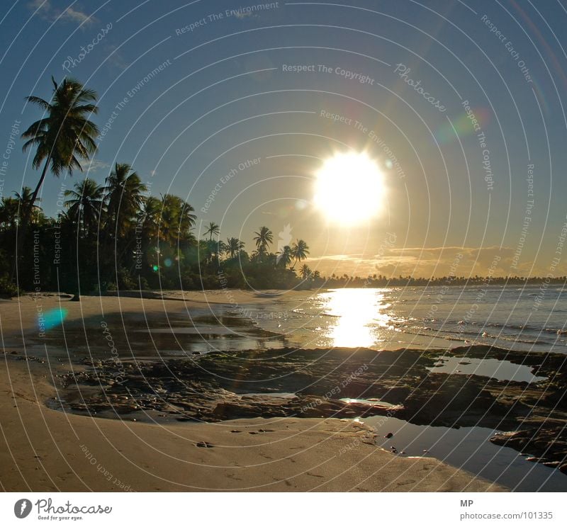 Jenseits von Jesolo Palme Palmenstrand Sonnenuntergang Traumstrand Strand Ferien & Urlaub & Reisen Sandstrand Meer Atlantik Brasilien Caipirinha Kokosnuss