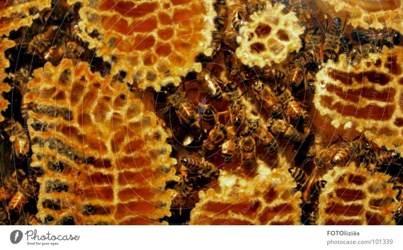 arbeiterstaat Biene Honig gelb Bienenstock Arbeiter Arbeit & Erwerbstätigkeit süß Bienenwaben Nest Streifen flattern Insekt krabbeln Pollen Sportveranstaltung