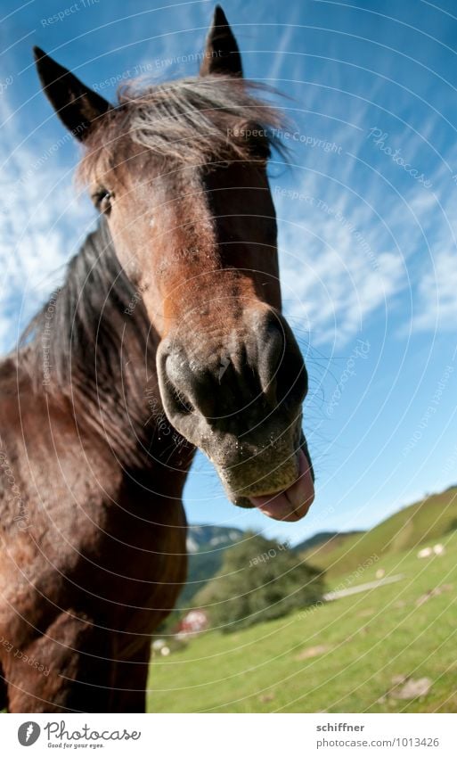 Bäh - Fastenzeit! Tier Haustier Nutztier Pferd Tiergesicht 1 frech Zunge rausstrecken Nüstern Ohr Landschaft Weitwinkel lustig Pyrenäen Außenaufnahme
