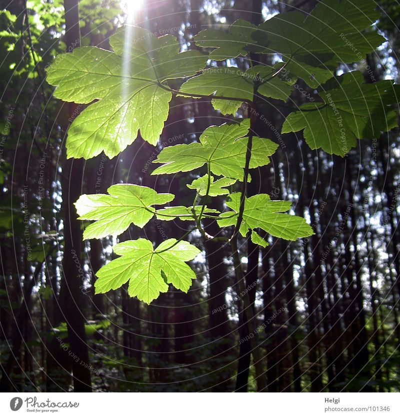 Zweig mit frischen leuchtenden Blättern im Sonnenlicht Blatt Wald Baum Ahorn Ahornblatt Sonnenstrahlen Licht Gegenlicht grün gelb braun Baumstamm Sommer