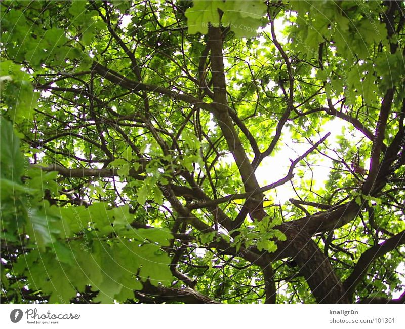 Blätterdach Baum Blatt grün Sonnenstrahlen Geäst Baumstamm braun Sommer Licht Wetterschutz Schutz Schatten