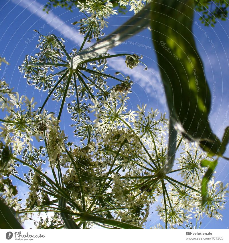 Schattenspender für Käfer Pflanze Blume Wachstum Blüte Wolken aufstrebend gedeihen strahlend Sommertag grün weiß frisch Beleuchtung Wiese Luft Kraft Himmel blau