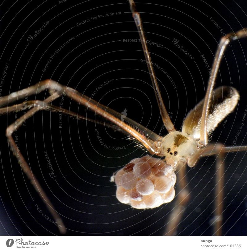 Auf dem Weg zum Tischtennismatch Spinne Ekel klein Makroaufnahme Kieferklaue Mandibel Fresswerkzeug Gliederfüßer Angst Panik arthropoden spider fear disgust
