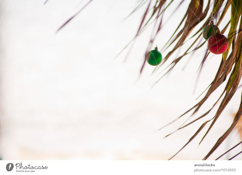 Karibische Weihnachten Ferien & Urlaub & Reisen Tourismus Ferne Sommer Sommerurlaub Strand Meer Winterurlaub Umwelt Pflanze Baum exotisch Palme Palmenwedel