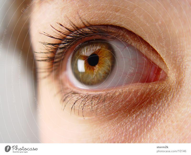 Blickkontakt Frau Pupille Wimpern Augenbraue Nahaufnahme Makroaufnahme Gesicht Mensch Kopf Haut
