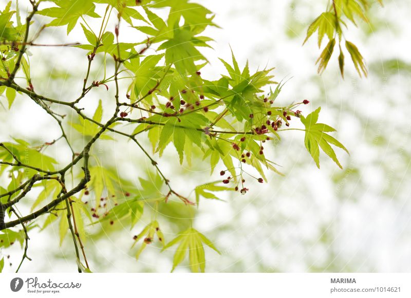 Detail of the foliage of Japanese Maple ruhig Landwirtschaft Forstwirtschaft Pflanze Baum Blatt Wachstum grün weiß Ahorn maple acer Ast Zweig branches tree bio
