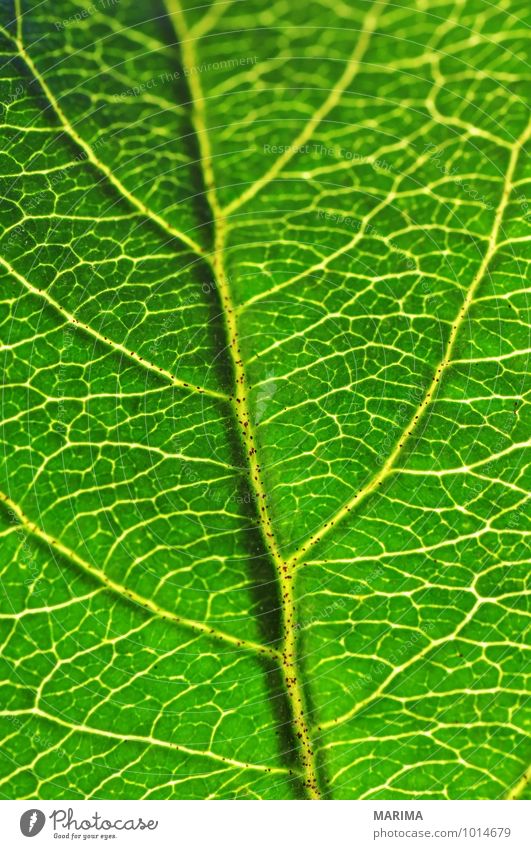 Macro shot of a leaf ruhig Landwirtschaft Forstwirtschaft Pflanze Blatt Wachstum grün bio biologisch biologically sheet Blattspreite leaf blade foliage green
