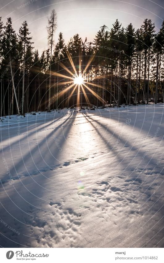 Ein versöhnlicher Tagesabschluss Natur Sonnenaufgang Sonnenuntergang Sonnenlicht Winter Wetter Schönes Wetter Eis Frost Schnee Wald leuchten außergewöhnlich