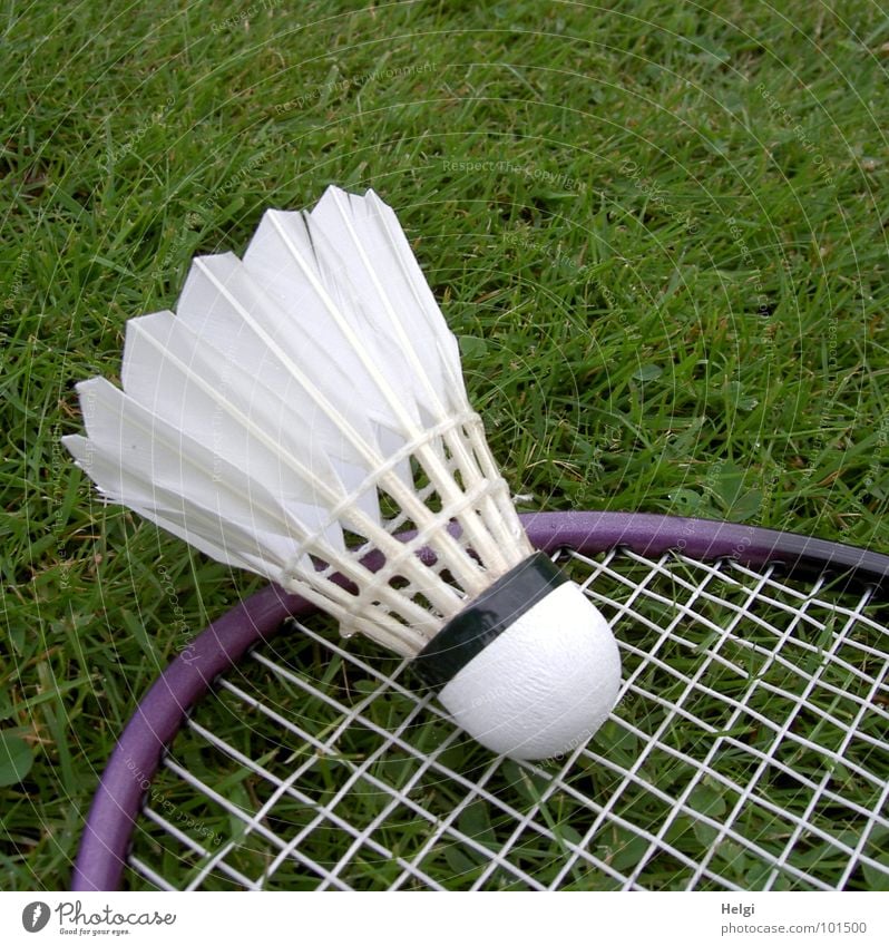 ein Federball liegt auf einem Badmintonschläger im Gras Bespannung Spielen Freizeit & Hobby grün weiß violett Sport Rahmen Rasen liegen Außenaufnahme