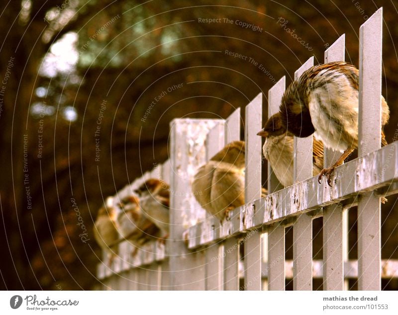 bestellt und nicht abgeholt Vogel Tier klein niedlich kalt Reinigen Zaun Spatz Reihe sitzen Kot