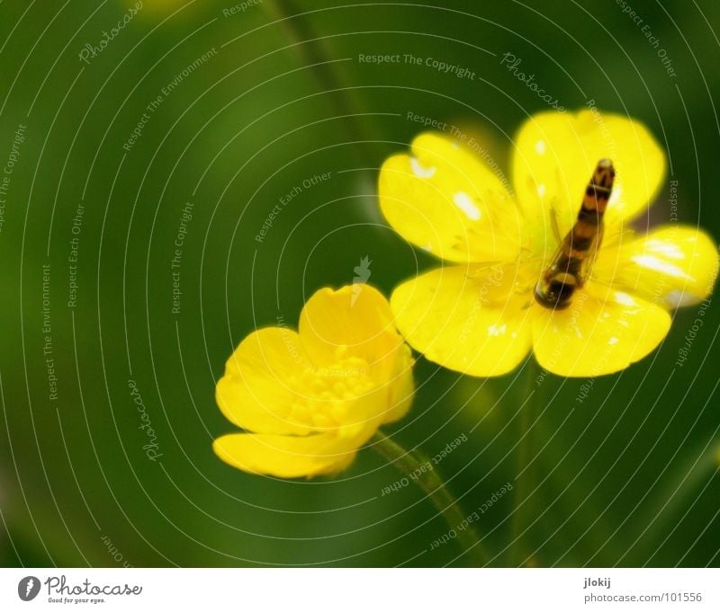 Kopfstand Schwebfliege saugen Staubfäden gestreift Hummel Biene Wespen stechen Insekt lang dünn bestäuben Facettenauge Pflanze Tier Lebewesen klein Blume gelb