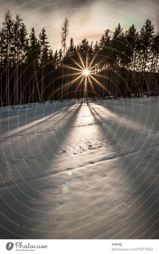 Ein bisschen Sonne... Leben harmonisch Zufriedenheit ruhig Meditation Natur Sonnenlicht Winter Schönes Wetter Schnee Wald Stern (Symbol) leuchten
