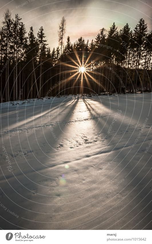 Ein bisschen Sonne... Leben harmonisch Zufriedenheit ruhig Meditation Natur Sonnenlicht Winter Schönes Wetter Schnee Wald Stern (Symbol) leuchten