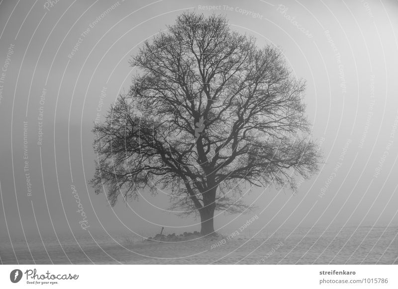 Einzelner Baum im Nebel auf verschneitem Feld Landschaft Pflanze Sonnenaufgang Sonnenuntergang Winter schlechtes Wetter Schnee Eifel dunkel Kraft trösten ruhig