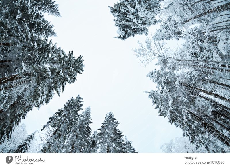 Gespensterfichten: hohe Schneetannen Umwelt Natur Himmel Winter Klima Klimawandel Wetter Eis Frost Schneefall Baum Grünpflanze Wald frieren Wachstum Erfolg
