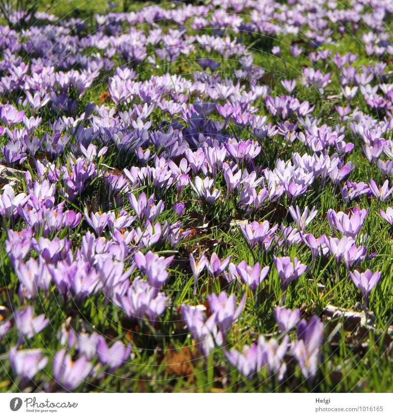Blütenpracht... Umwelt Natur Landschaft Pflanze Frühling Schönes Wetter Blume Gras Krokusse Frühblüher Frühlingsblume Park Wiese Blühend leuchten stehen