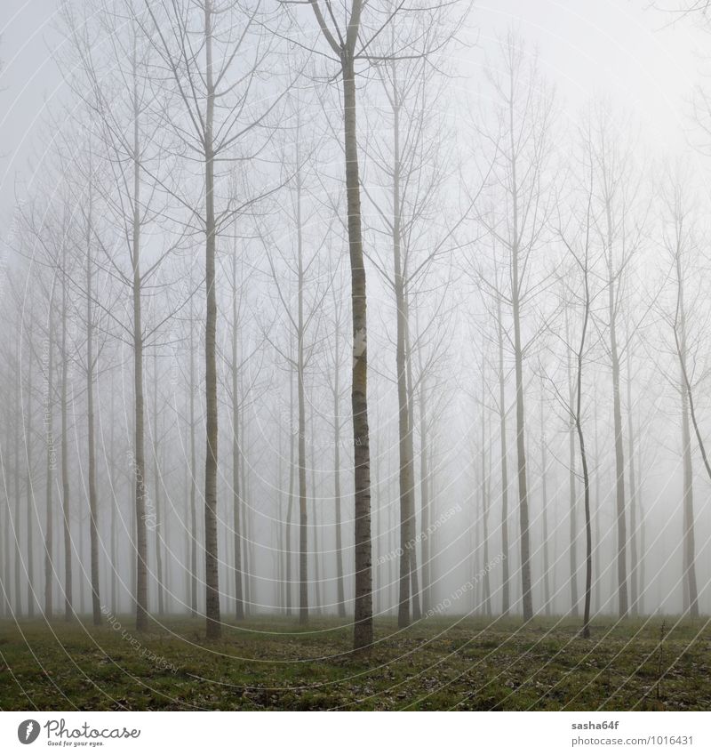 Wald im Nebel und Herbstlaub auf grünem Grund Umwelt Natur Landschaft Wetter Regen Baum Blatt träumen dunkel natürlich trist weich schwarz geheimnisvoll