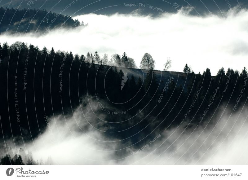 es wabert Nebel Wolken schwarz weiß abstrakt Hintergrundbild Baum Herbst Schwarzwald Wald Winter Licht Himmel Kontrast Berge u. Gebirge Schatten Wetter