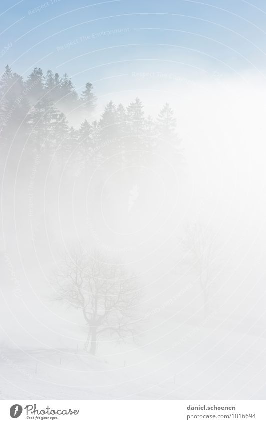 Brille beschlagen Natur Winter Nebel Eis Frost Schnee Baum Wald hell blau weiß Gedeckte Farben Menschenleer Textfreiraum links Textfreiraum rechts