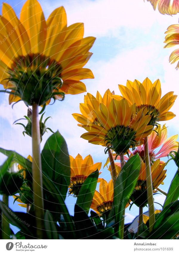 Mittagsgold Blume Sonnenblume Gazanie Mittagsblumen Botanik gelb Sommer Menschenleer vertikal Blüte Landschaft Reifezeit Pflanze orange Graffiti Himmel Natur