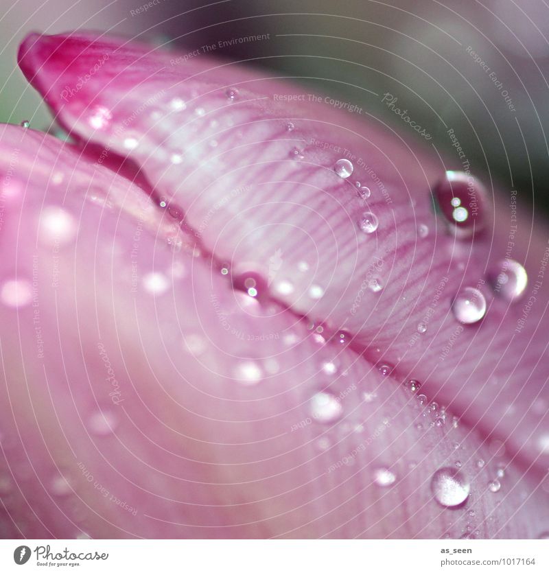 Pink Beauty elegant Stil schön Kosmetik Lippenstift Nagellack Wellness Leben Hochzeit Geburtstag Natur Pflanze Wasser Wassertropfen Frühling Sommer Regen Blume