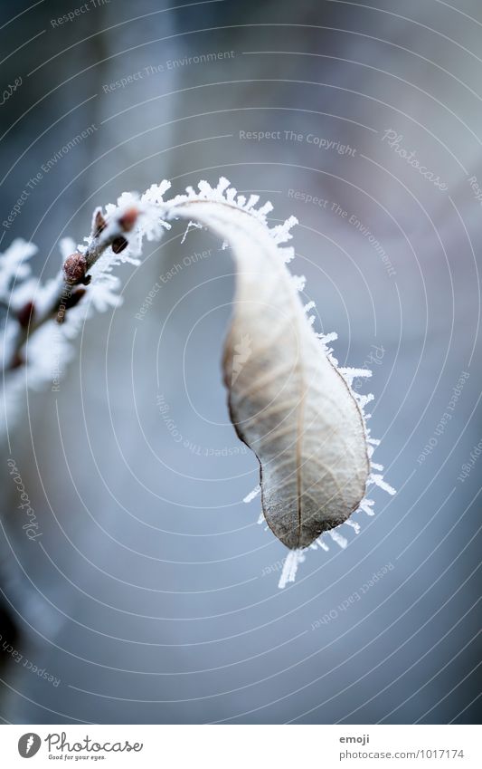Frost Umwelt Natur Pflanze Winter Eis Schnee Blatt kalt blau Farbfoto Außenaufnahme Makroaufnahme Menschenleer Tag Schwache Tiefenschärfe