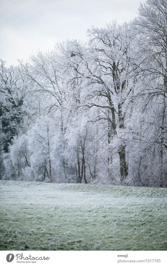 Winter Umwelt Natur Landschaft Eis Frost Schnee Pflanze Baum Wiese Wald kalt weiß Farbfoto Außenaufnahme Menschenleer Tag Totale