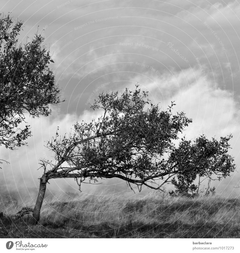 Kraft | Orkan Lothar Umwelt Natur Landschaft Himmel Wolken Sturm Baum Gras Höhenlage Schwarzwald stehen außergewöhnlich kaputt wild bedrohlich Klima Überleben