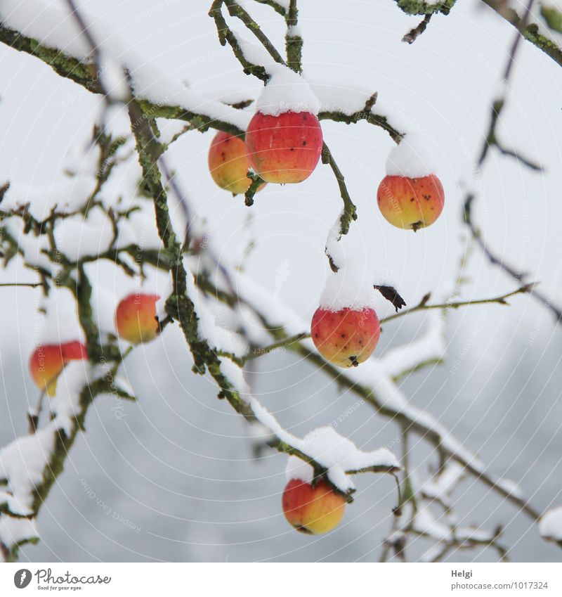 gut gekühlt... Lebensmittel Frucht Umwelt Natur Pflanze Winter Schnee Baum Apfelbaum Ast Garten frieren hängen ästhetisch authentisch außergewöhnlich frisch