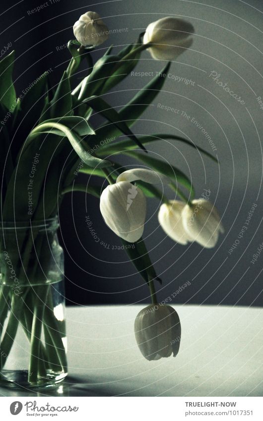 Weisse Tulpen 6 elegant Stil Design Wellness harmonisch Zufriedenheit Sinnesorgane Erholung ruhig Meditation Duft Häusliches Leben Wohnung