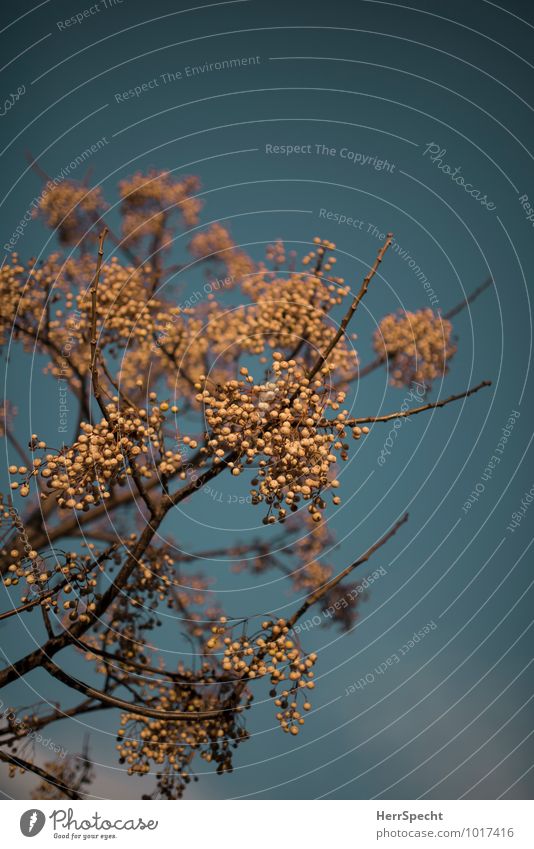 Winterbeeren Pflanze Baum Frankreich außergewöhnlich schön weiß laublos Beerenfruchtstand Vogelbeeren Ast Fruchtstand Natur üppig (Wuchs) Farbfoto