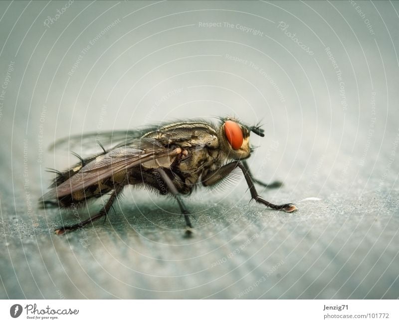 Sarcophaga lateral. Fleischfliege Insekt nerven Makroaufnahme Sarcophaga carnaria Fliege fly fliegen insect Flügel rechnen lästig Schädlinge