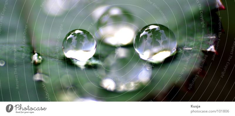 Quattro nass grün Wiese Wassertropfen Regen Reflexion & Spiegelung Natur Garten Pflanze spiegeln