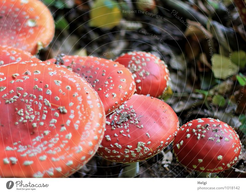 Kappenfest... Umwelt Natur Herbst Blatt Pilz Pilzhut Fliegenpilz Waldboden stehen Wachstum ästhetisch außergewöhnlich schön einzigartig natürlich rund braun