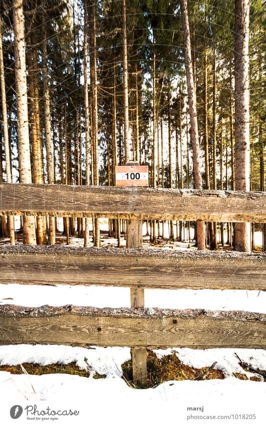 100er Weg Ausflug wandern Natur Winter Wald Holz Zeichen Ziffern & Zahlen Schilder & Markierungen Hinweisschild Warnschild trist Einsamkeit Ordnung Wegweiser
