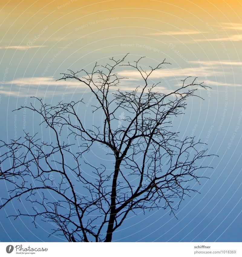 Himmelsgeäst, kopflastig Pflanze Wolken Sonnenaufgang Sonnenuntergang Winter Klima Klimawandel Wetter Schönes Wetter Baum blau orange Abend Abenddämmerung