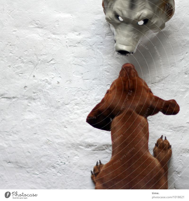 STUDIO TOUR | Der Fachmann prüft Maske Mauer Wand Tier Haustier Hund Wolf 1 beobachten warten bedrohlich Wachsamkeit gefährlich Stress Nervosität Schüchternheit