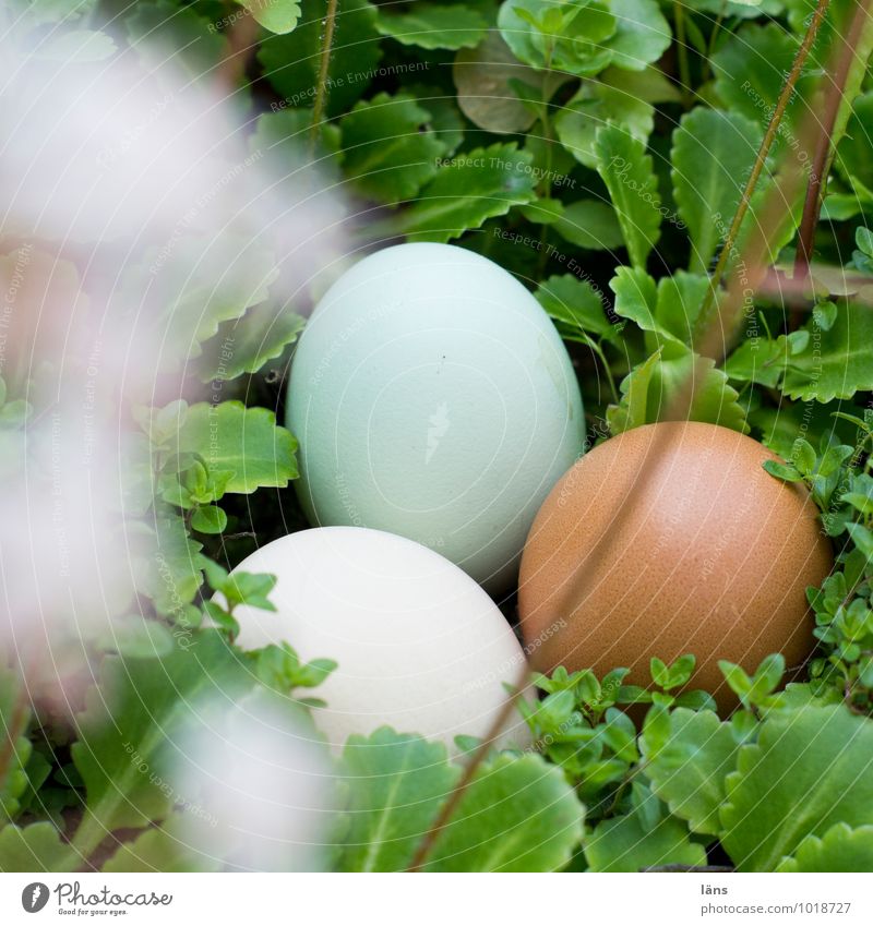 Ei Ei Ei Lebensmittel Eierschale Frühling Sommer Pflanze Wildpflanze liegen Geborgenheit Hoffnung Erwartung Zusammenhalt Suche Ostern Menschenleer