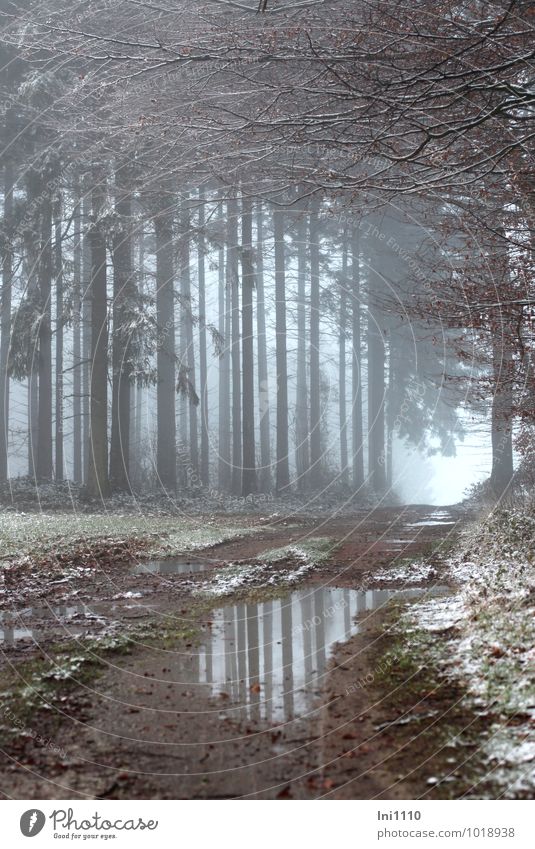 Nebelstimmung im Wald Natur Landschaft Pflanze Erde Winter Schnee Baum Gras Fichten und Buchen Feld Waldrand Lichtung kalt nass natürlich schön blau braun grau