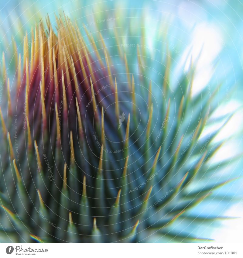 Komm nur stechen ungefährlich stachelig Dorn Warnung wehrhaft Blüte Blühend Speiseröhre Öffnung rund geschlossen Tier Pflanze Igel Kaktus Höhle fruchtbar