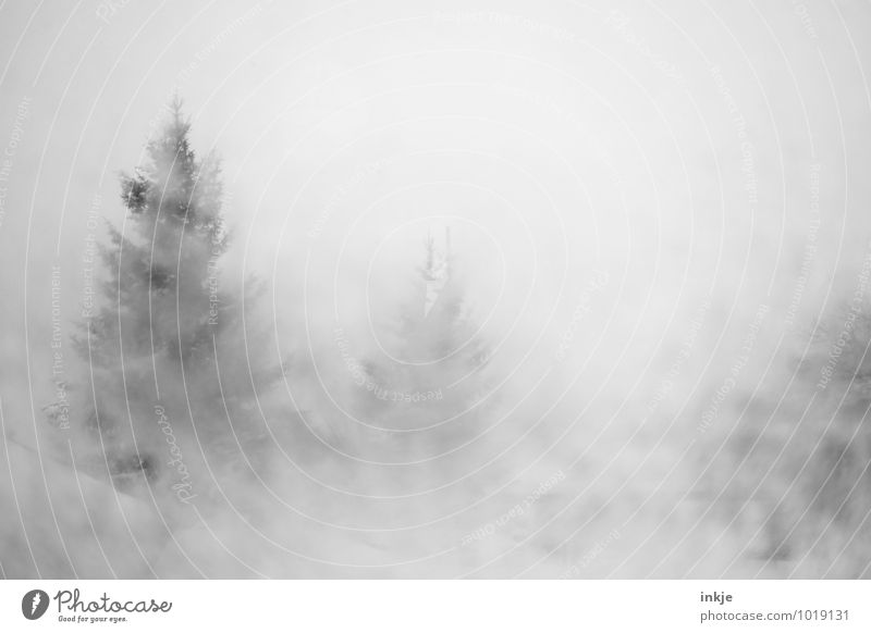 Sichtweite unter 50 Meter Umwelt Natur Winter Klima schlechtes Wetter Nebel Eis Frost Schnee Schneefall Tanne Nadelbaum Wald Berge u. Gebirge kalt nass matschig