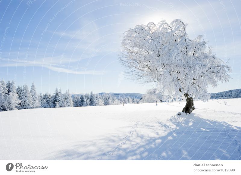 Vielleicht ja doch noch !? Natur Landschaft Wolkenloser Himmel Schönes Wetter Eis Frost Schnee Baum Wald Hügel hell blau weiß Erholung ruhig Menschenleer