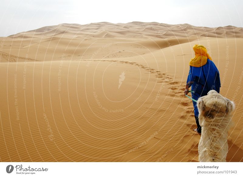 in der hitze des gefechts Marokko Kamel Dromedar Hügel Ferne wandern Ferien & Urlaub & Reisen Abenteuer Afrika führer desert Sand Korn Wege & Pfade path