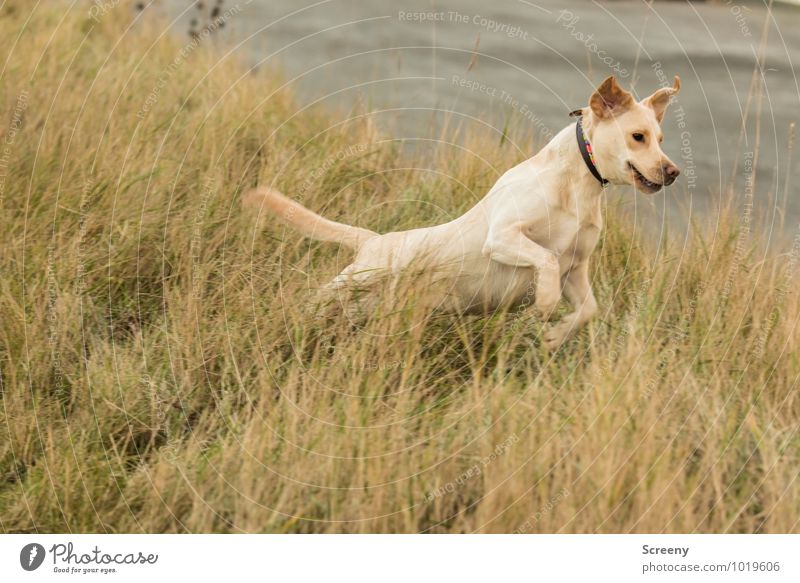 Kann ich fliegen? Umwelt Natur Landschaft Pflanze Herbst Gras Dünengras Küste Seeufer Nordsee Deich Tier Haustier Hund Labrador 1 Jagd laufen springen sportlich