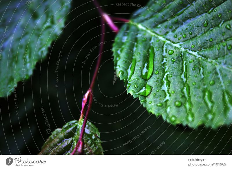 neulich im regenwald... Blatt Regen nass grün Frühling Imprägnierung Makroaufnahme Nahaufnahme Wasser Wassertropfen Wasserrinne Natur Wetter Seil Zweig