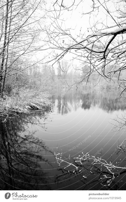 Am See Winter Schnee Natur Eis Frost Baum Seeufer Einsamkeit kalt ruhig Schwarzweißfoto Außenaufnahme Textfreiraum unten Textfreiraum Mitte Morgen